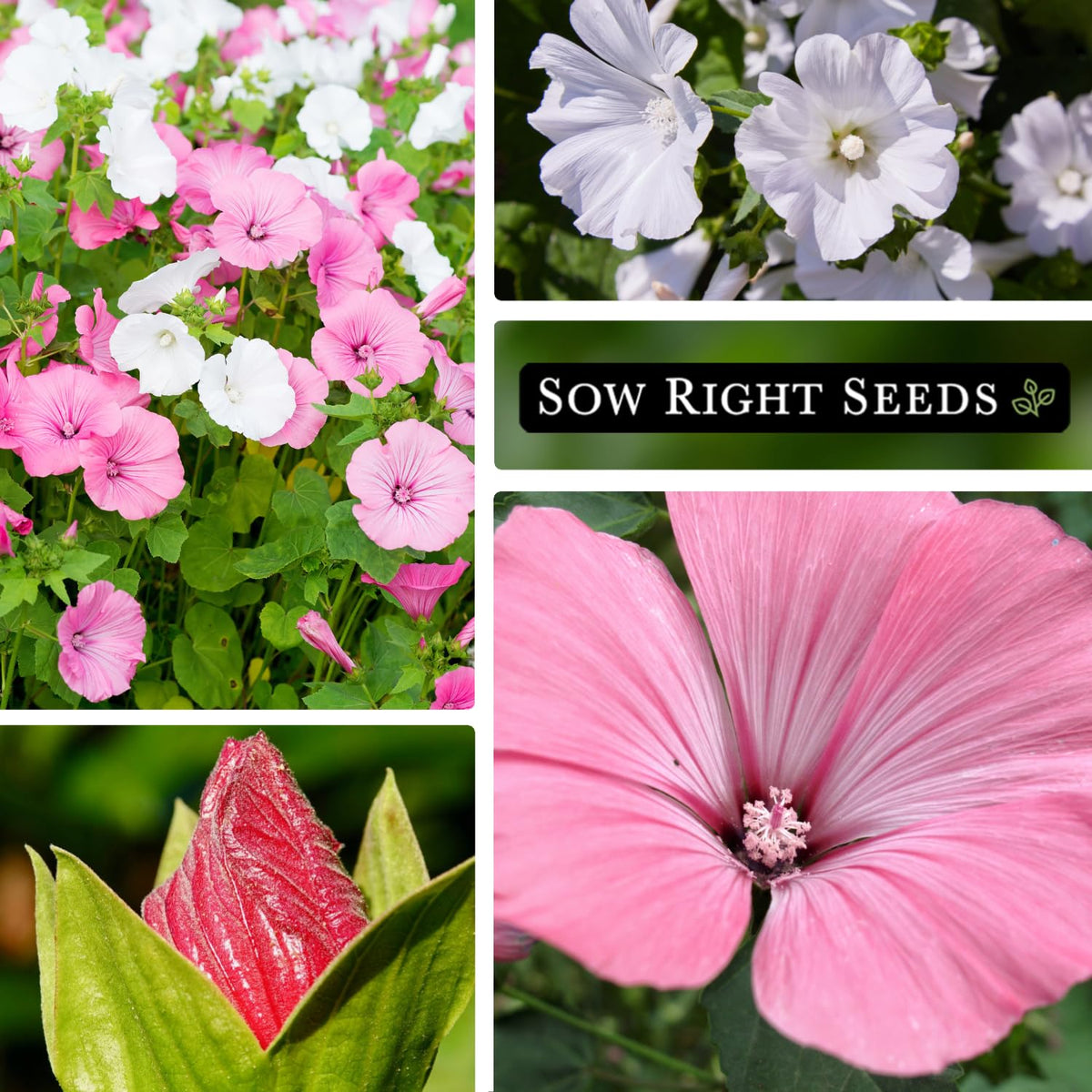 Sow Right Seeds Rose Mallow blooms form hibiscus-like clusters in garden.