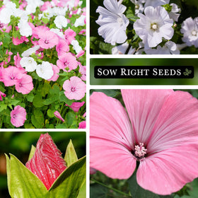 Sow Right Seeds Rose Mallow blooms form hibiscus-like clusters in garden.