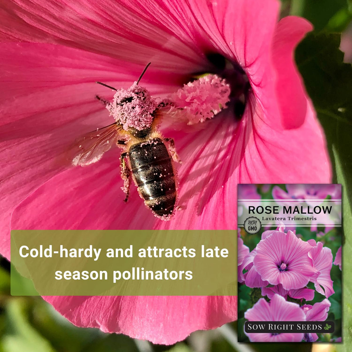 Sow Right Seeds Rose Mallow spacing guidance for 18-24 inch apart planting.