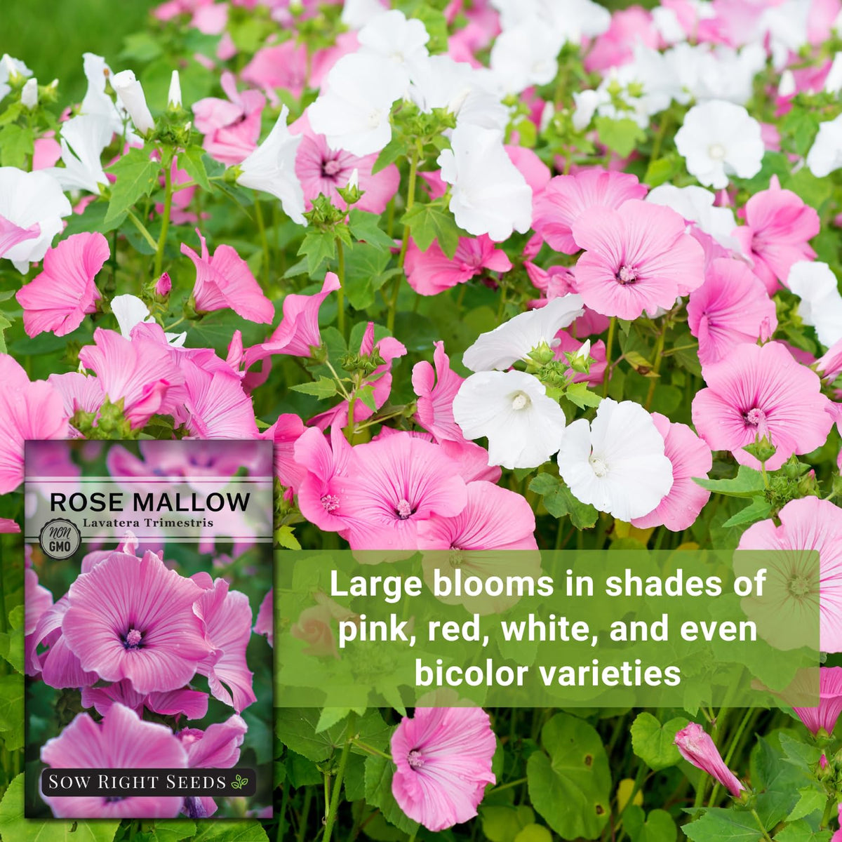 Sow Right Seeds Rose Mallow blooms attract butterflies and bees in the garden.