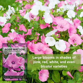 Sow Right Seeds Rose Mallow blooms attract butterflies and bees in the garden.