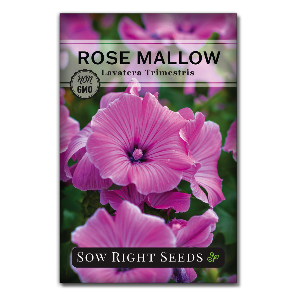 Sow Right Seeds Rose Mallow seed packet for easy planting and colorful blooms.
