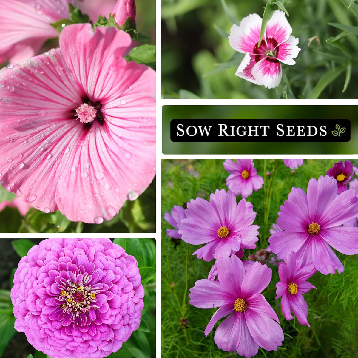 Sow Right Seeds Rose Mallow seeds—airy pink blooms for cottage gardens.
