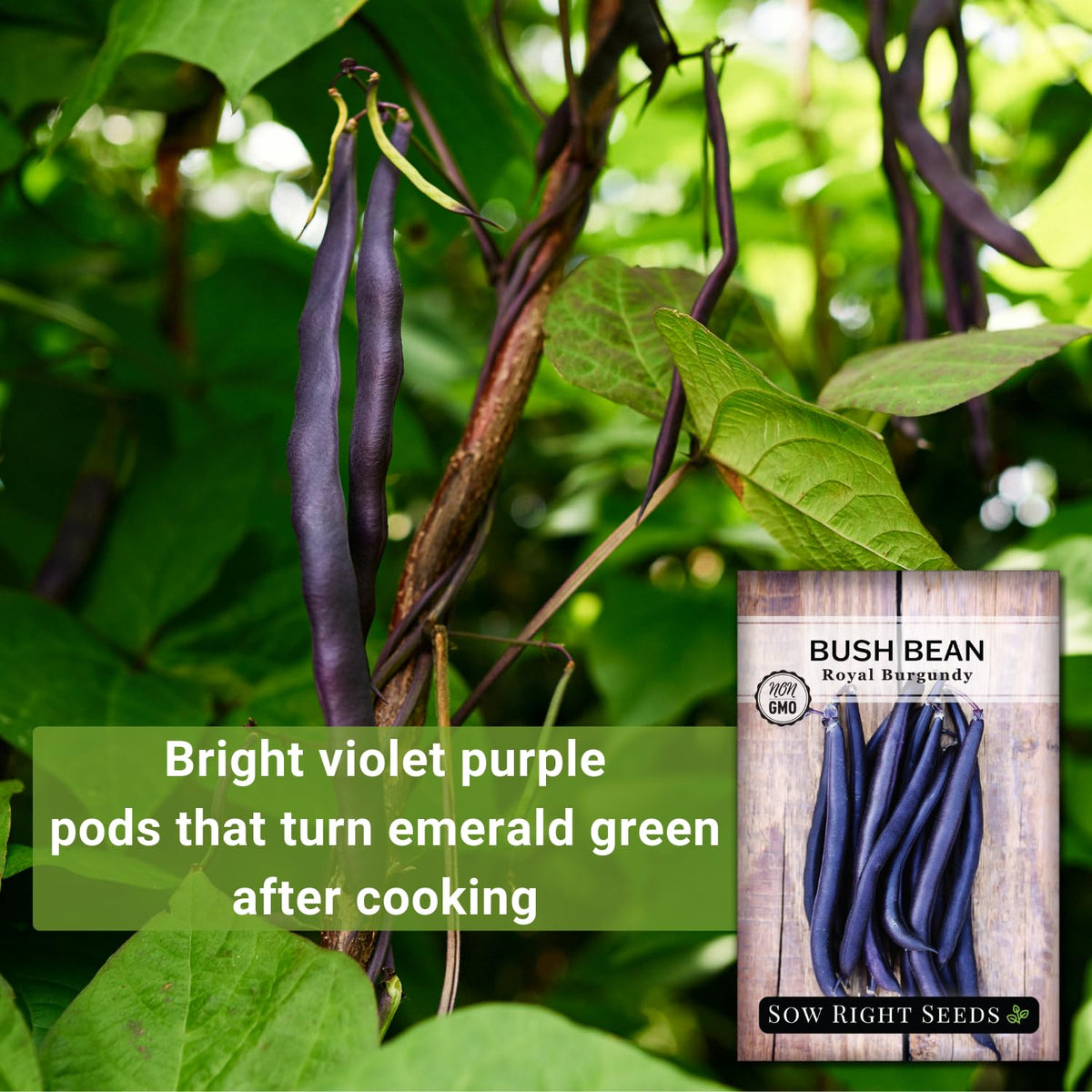 Sow Right Seeds Royal Burgundy pods turn green when cooked, adding vibrant color to dishes.