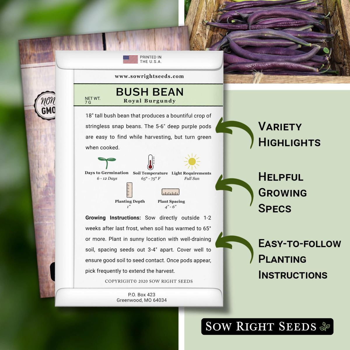 Sow Right Seeds Royal Burgundy bean plant thriving in full sun for sturdy garden performance.