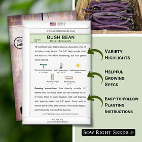 Sow Right Seeds Royal Burgundy bean plant thriving in full sun for sturdy garden performance.