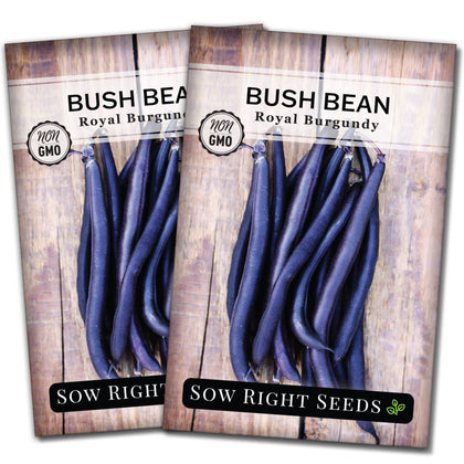 Sow Right Seeds Royal Burgundy bean pod ready for harvest, ideal for fresh meals.