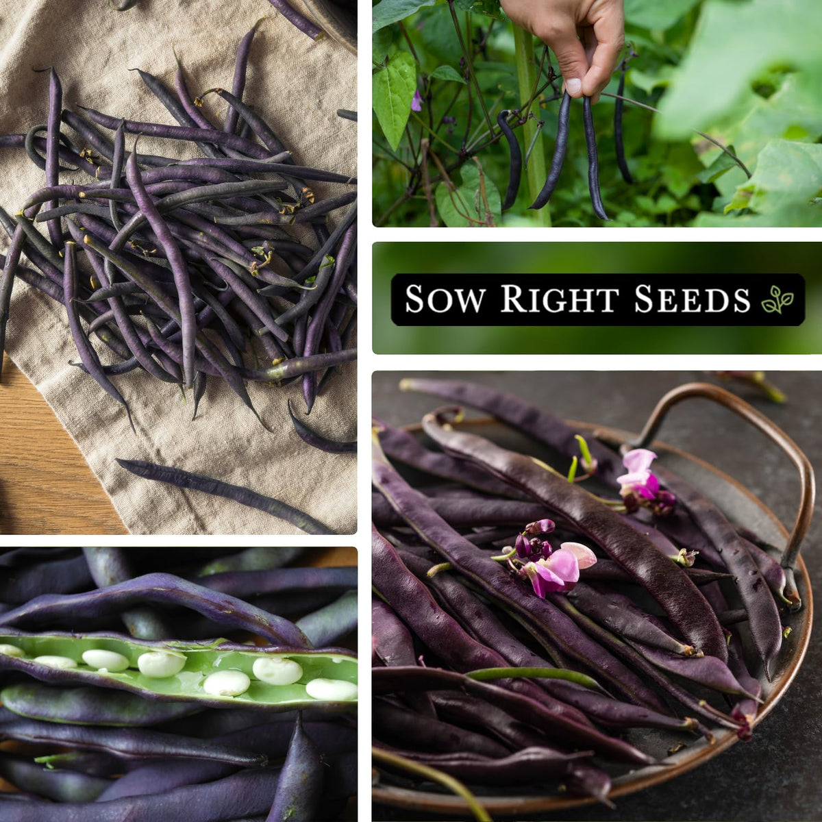 Sow Right Seeds Royal Burgundy seed packet with growing instructions for beginners.