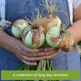Sow Right Seeds Ruby Red onion packet for colorful harvests and versatile kitchen use