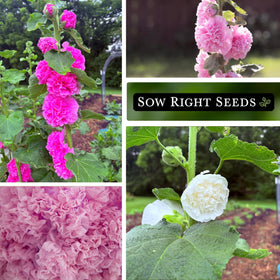 Sow Right Seeds ruffled hollyhock blossoms ideal for cottage garden bouquets
