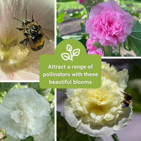 Sow Right Seeds easy-to-grow hollyhock with spray of colors in sunlight