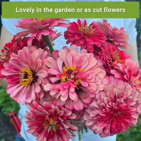 Sow Right Seeds Salmon Queen packets reveal bright coral-pink blossoms.