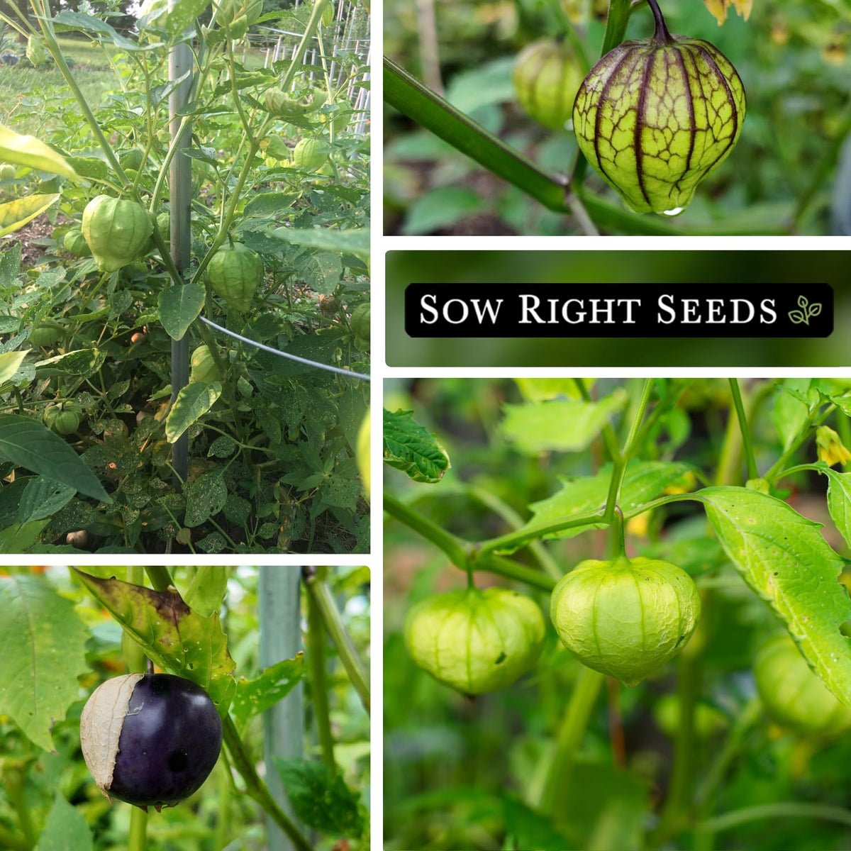 Sow Right Seeds salsa verde base guide included for flavor-packed sauces
