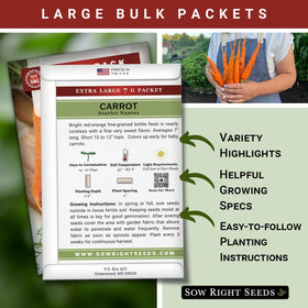 Scarlet Nantes carrots in garden rows show vibrant color and crisp sweetness.