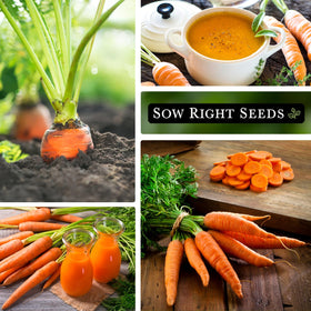 Scarlet Nantes seed package closeup with clear planting instructions.