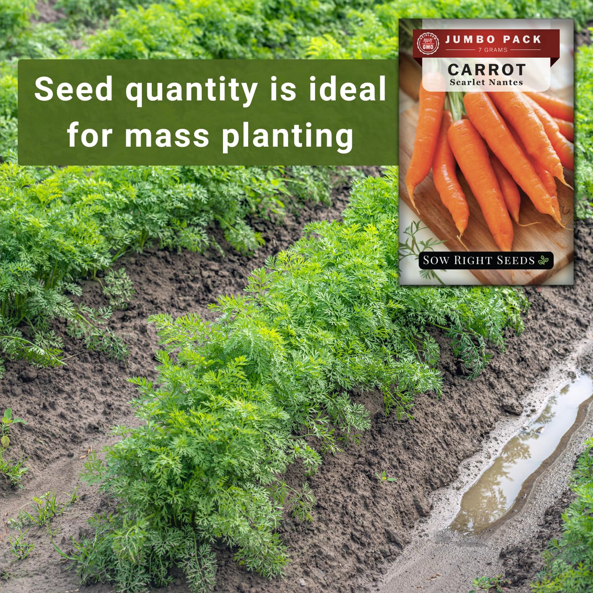 Sow Right Seeds seed tape option supports neat, evenly spaced rows.