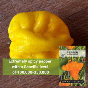Sow Right Seeds Scotch Bonnet seeds show growth habits and spacing tips for healthy peppers.