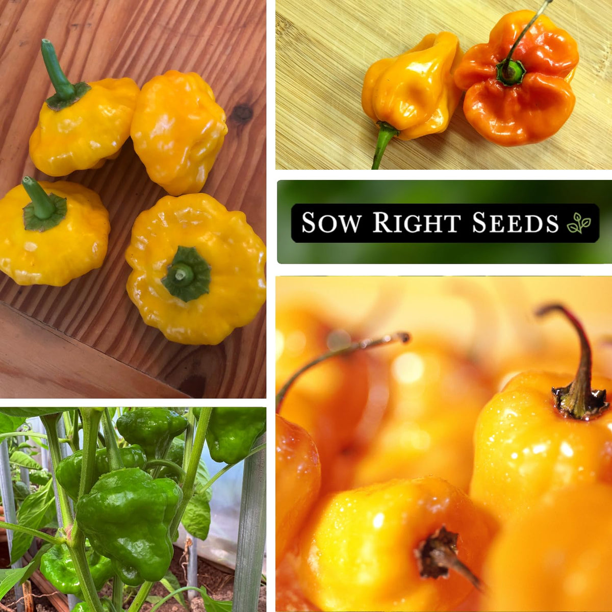 Sow Right Seeds Scotch Bonnet seeds illustrate maturation timeline for hot peppers.