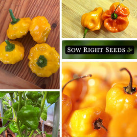 Sow Right Seeds Scotch Bonnet seeds illustrate maturation timeline for hot peppers.