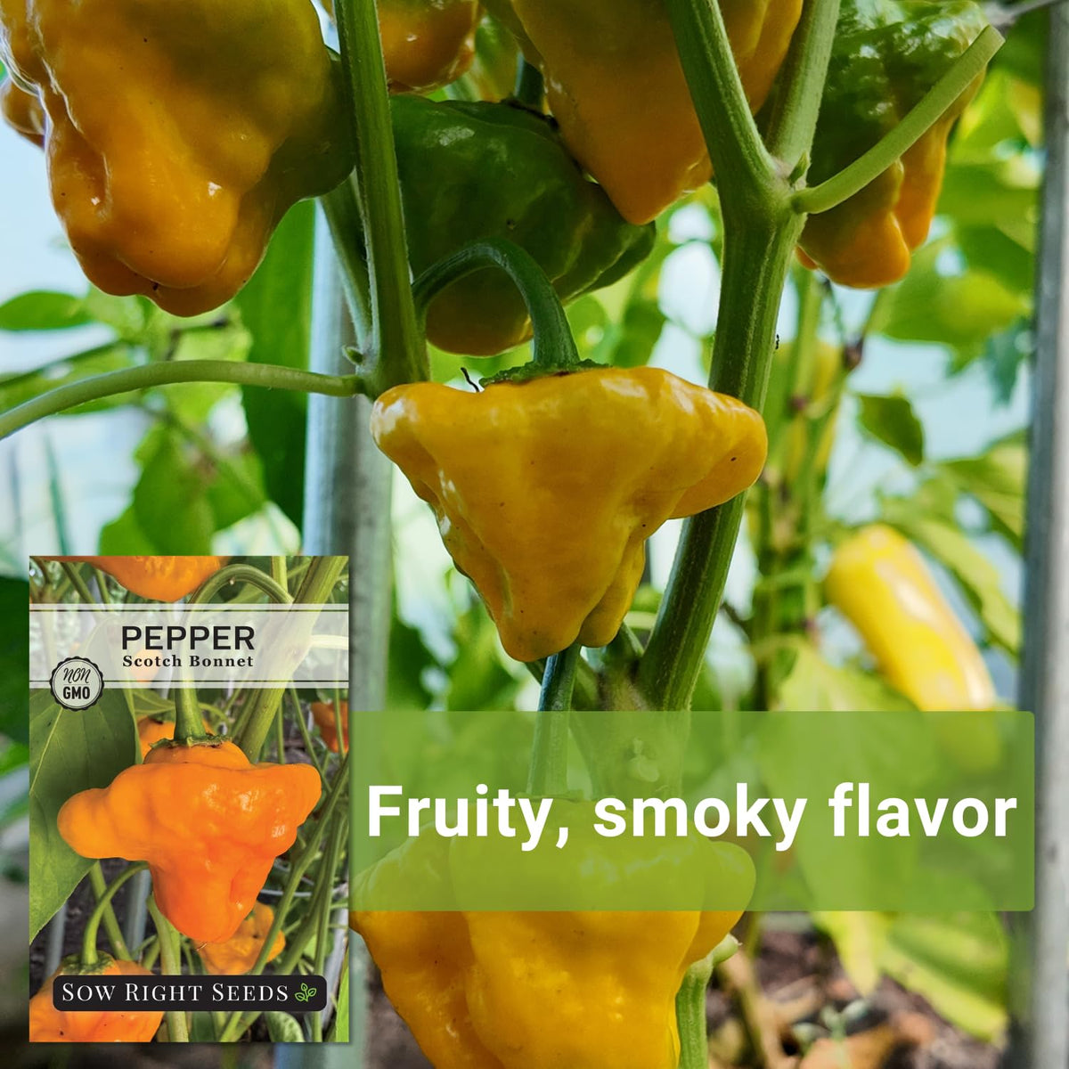 Sow Right Seeds Scotch Bonnet seeds highlight spicy cooking uses for vibrant dishes.