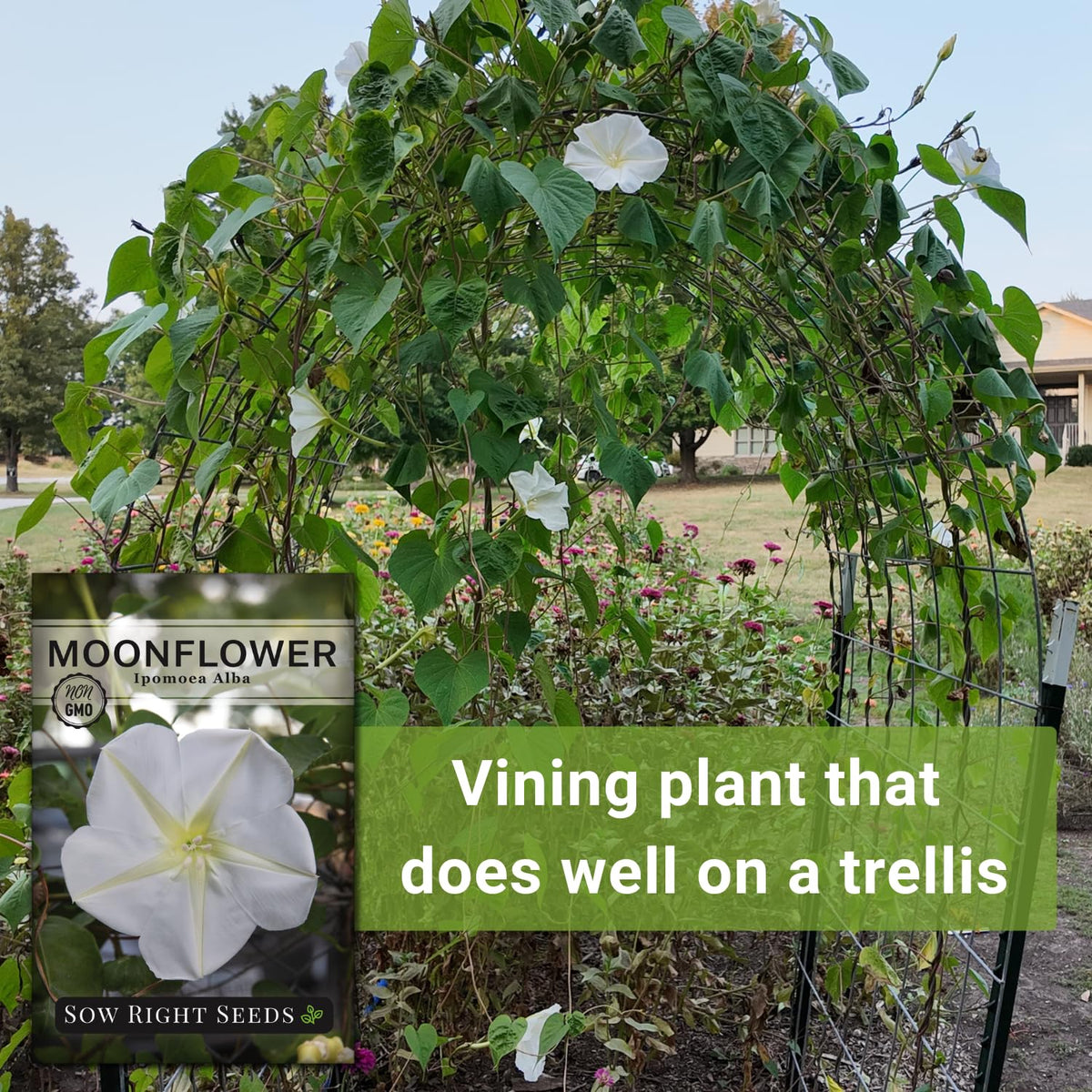 Moonflower seed packet with planting instructions and seed count