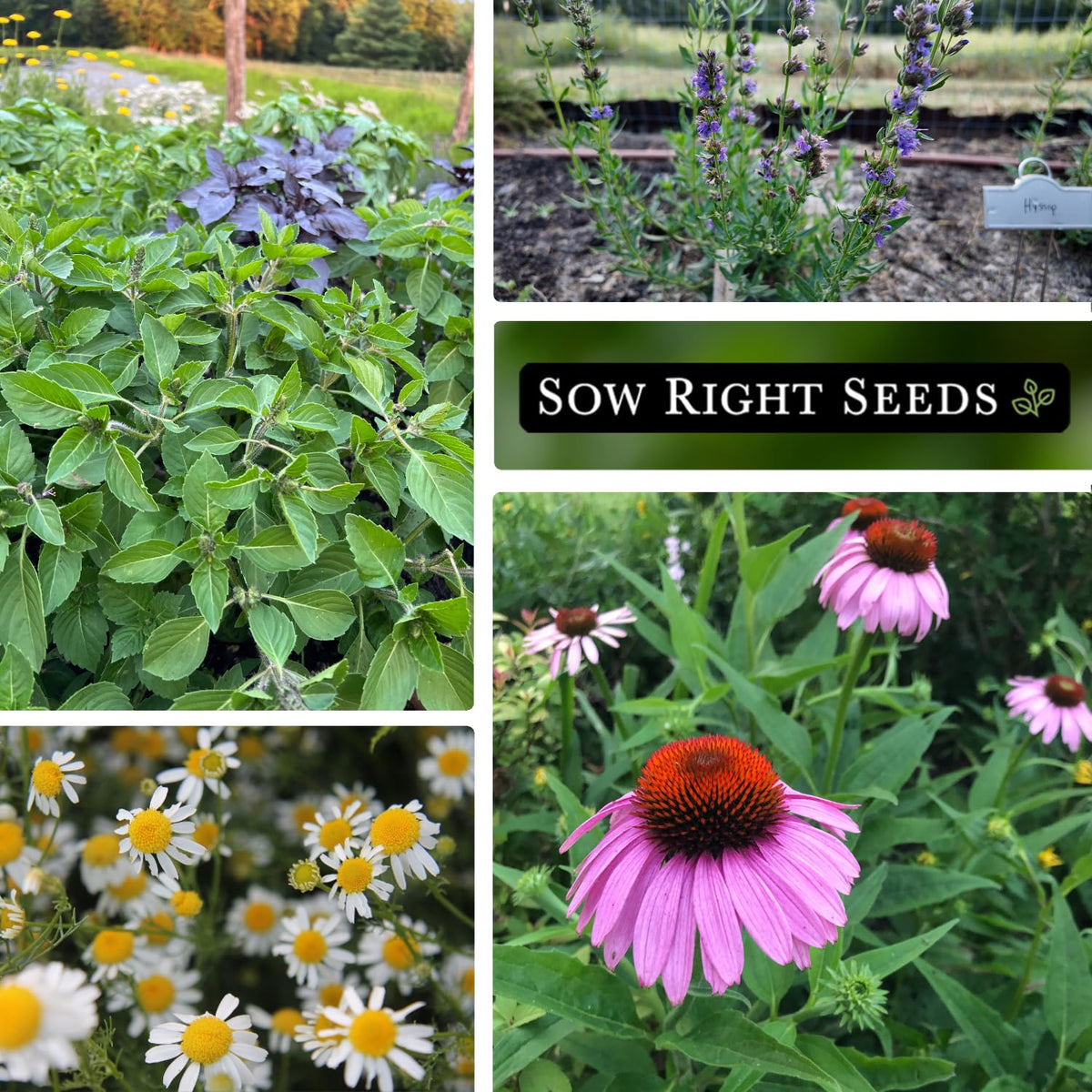 Sow Right Seeds seed packets close-up with labeled herbs for easy selection.