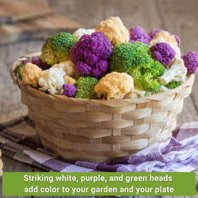 Sow Right Seeds Snowball cauliflower head ideal for raw or cooked dishes
