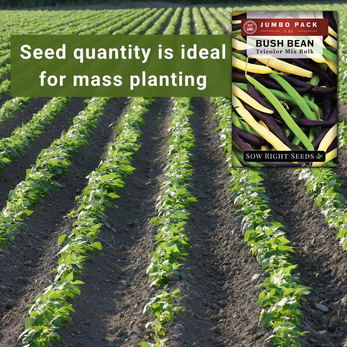 Sow Right Seeds spacing 3–4 inches promotes healthy seedling growth.