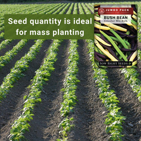 Sow Right Seeds spacing 3–4 inches promotes healthy seedling growth.
