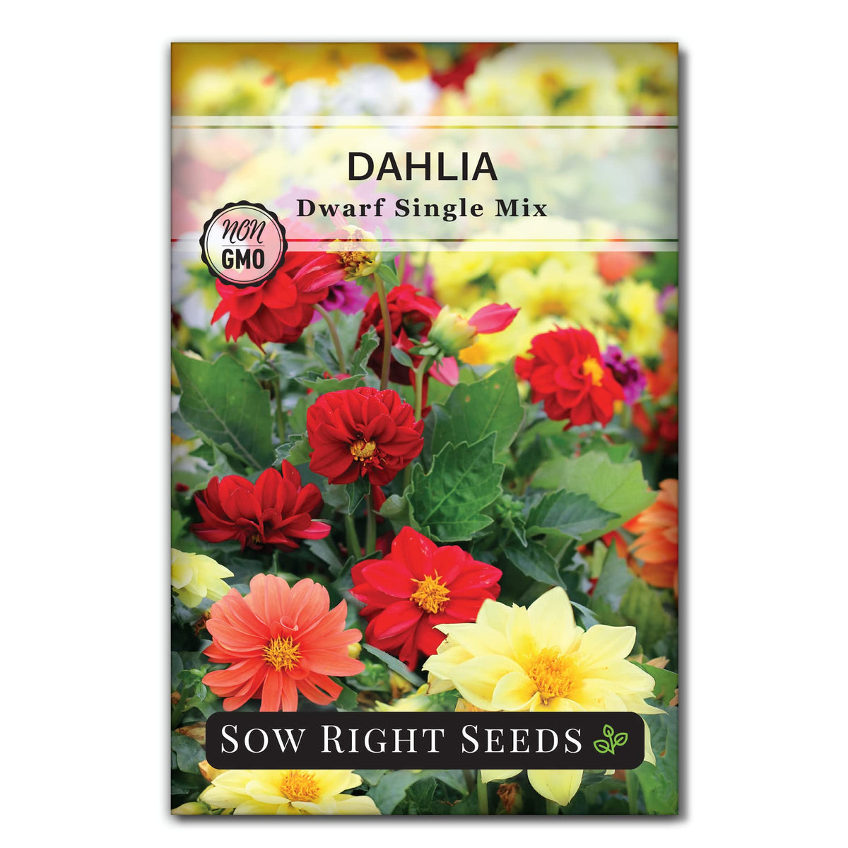 Sow Right Seeds Sparky Marigold packet showcasing warm, vibrant hues for sunny borders and beds.