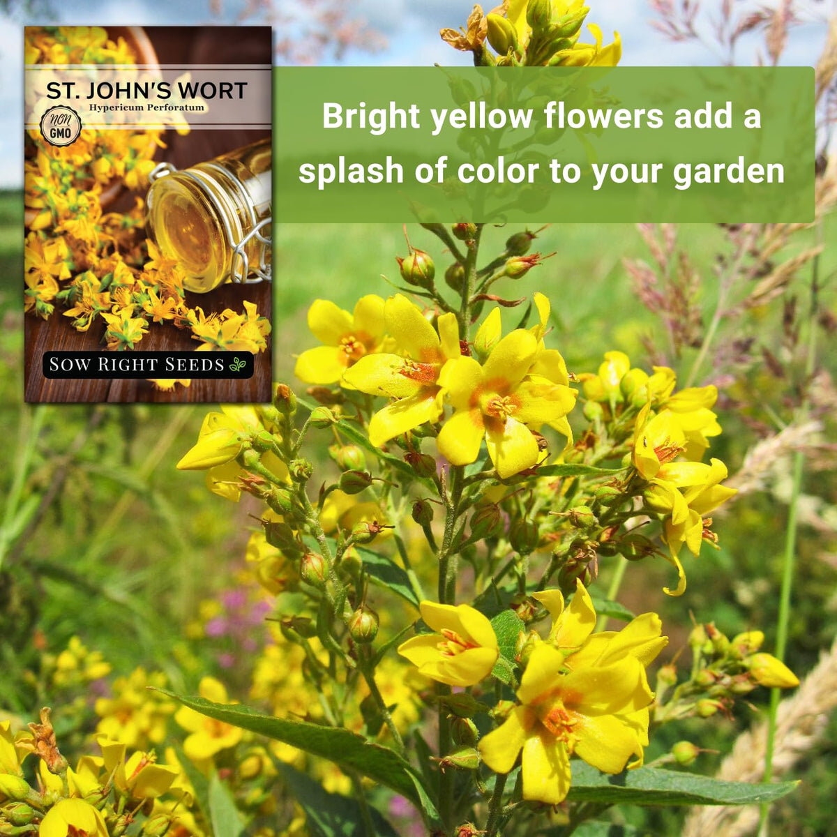 Sow Right Seeds St. John’s Wort mature plant can reach tall height in sunny spots