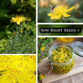 Sow Right Seeds St. John’s Wort pollinator-friendly wildflower supports bee and butterfly activity