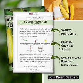 Straightneck yellow squash fruits ready for harvest for grilling or sautéing.