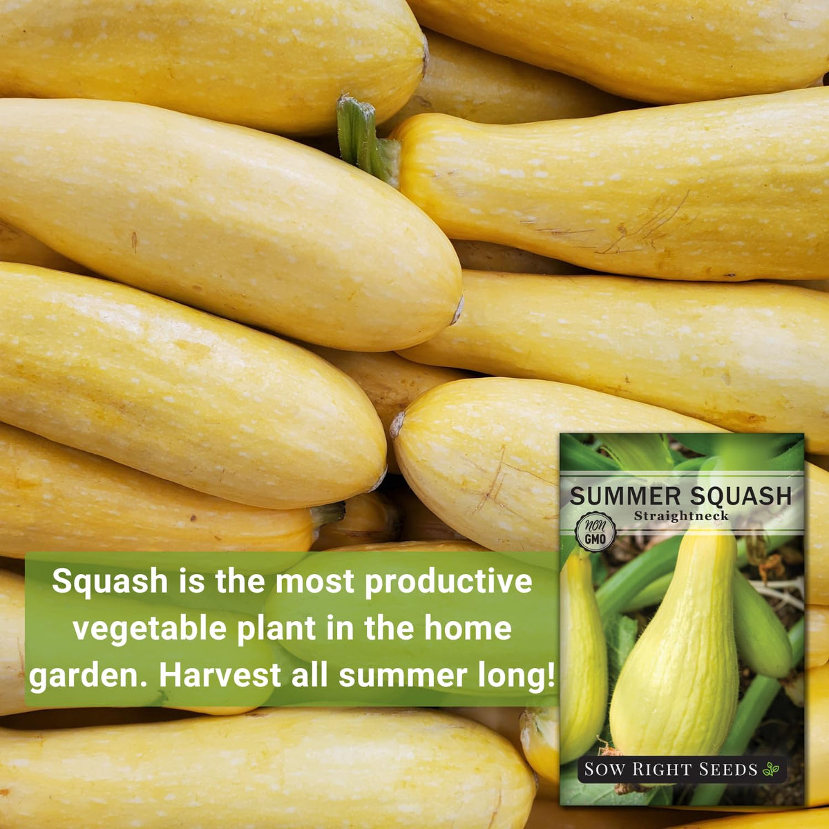 Young straightneck yellow squash plants thriving in a sunny garden bed.