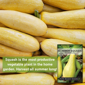 Young straightneck yellow squash plants thriving in a sunny garden bed.