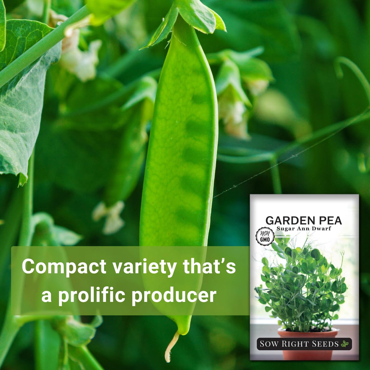 Sugar Ann Dwarf Pea plant shows compact size, ideal for containers and tight spaces.