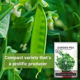 Sugar Ann Dwarf Pea plant shows compact size, ideal for containers and tight spaces.