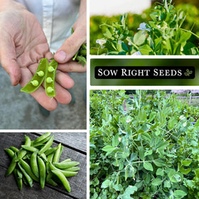 Harvest-ready Sugar Ann Dwarf Peas in a home garden, ready for fresh eating.