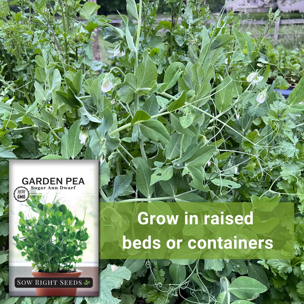 Premium Sugar Ann Dwarf Pea packet from Sow Right Seeds with planting guidance.