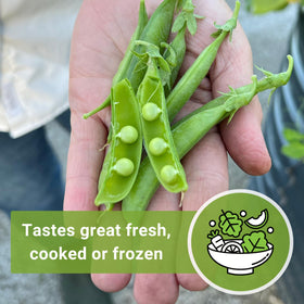 Step-by-step Sugar Ann Dwarf Pea planting instructions from Sow Right Seeds.