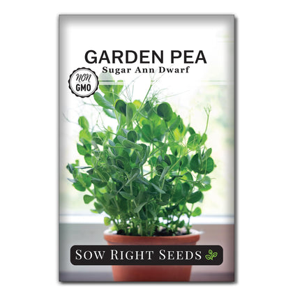 Sow Right Seeds Sugar Ann Dwarf Pea pods ready for harvest, showcasing sweetness and crunch.