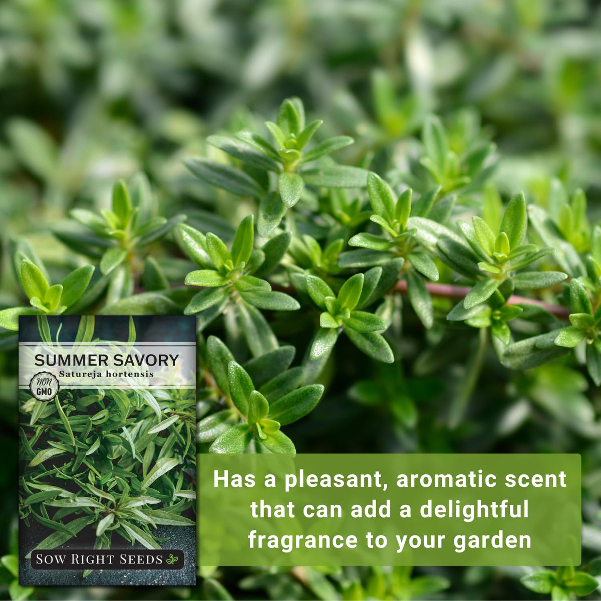 Sow Right Seeds Summer Savory growing in a raised bed ready for harvest.