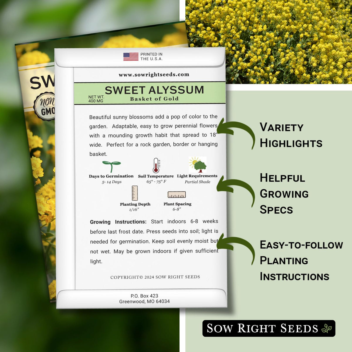 Sweet Alyssum Basket of Gold flowers ready to attract pollinators.