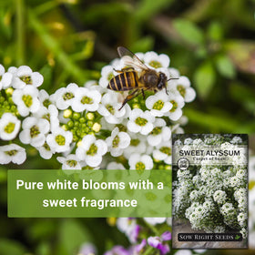 Low-growing Sweet Alyssum forms a soft groundcover in garden edges.