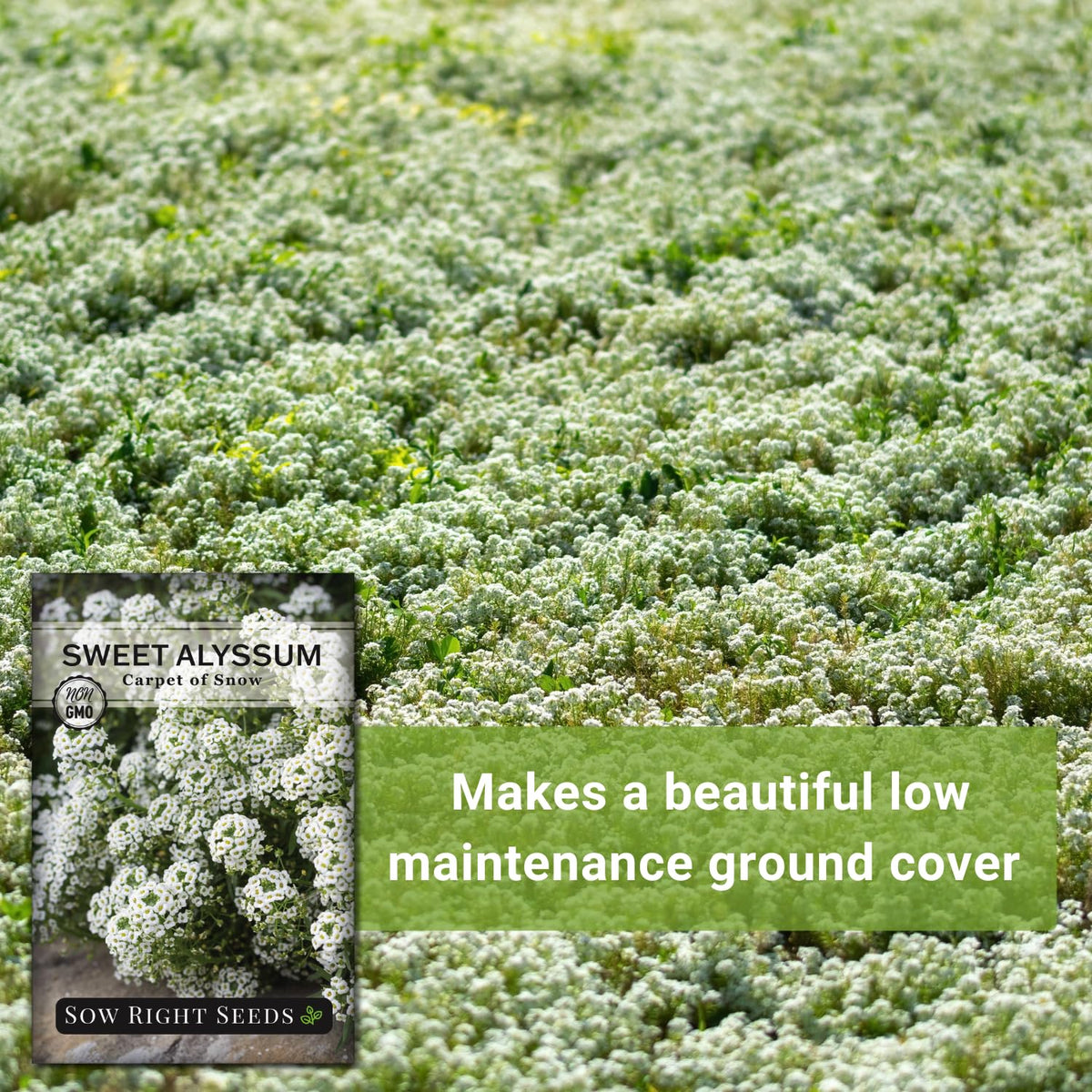 Pollinator-friendly Alyssum inviting bees and butterflies to visit.