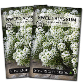 Sow Right Seeds Sweet Alyssum White Carpet seed packet for borders and beds.