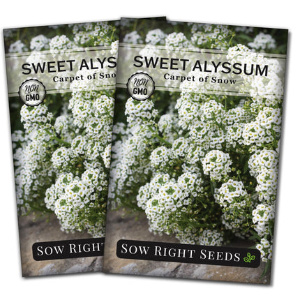 Sow Right Seeds Sweet Alyssum White Carpet seed packet for borders and beds.