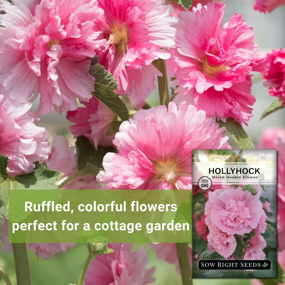 Sow Right Seeds tall hollyhock spikes adding height and privacy to borders