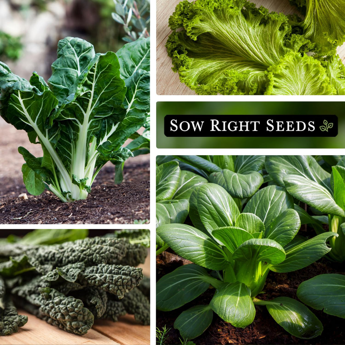 Sow Right Seeds tat so i and pak choi harvest ready for cooking.