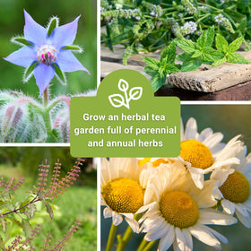 Sow Right Seeds mint seed packet for versatile teas and garnishes.